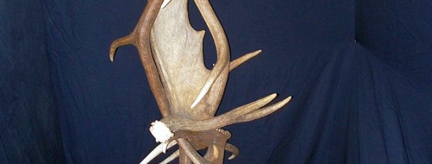 Elk and Moose Antler Floor Lamp