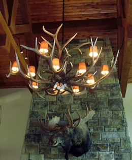 Large Elk Antler Chandelier with Lamp Shades