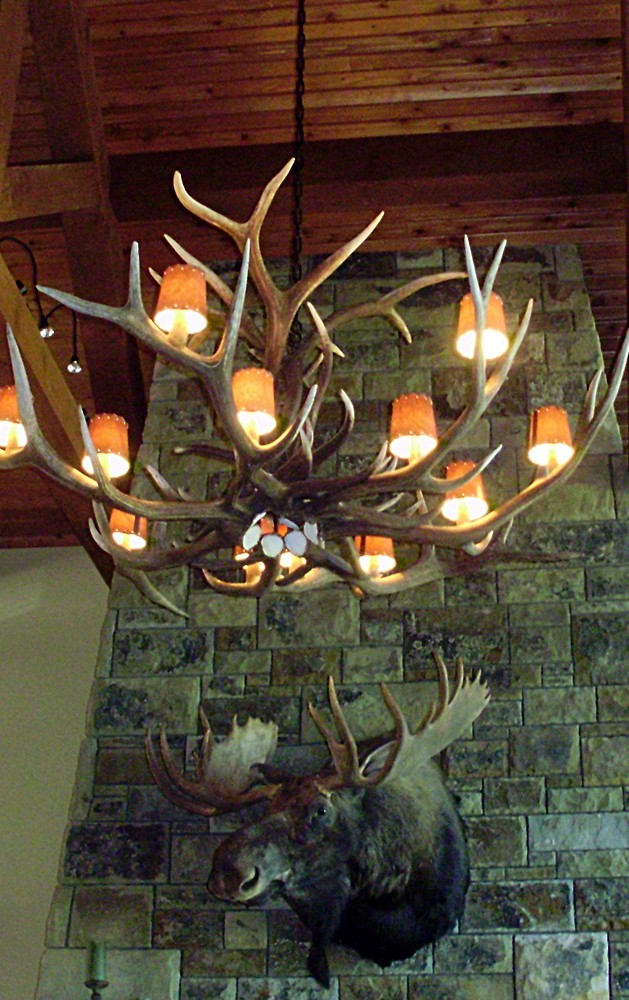 Large Elk Antler Chandelier with Lamp Shades